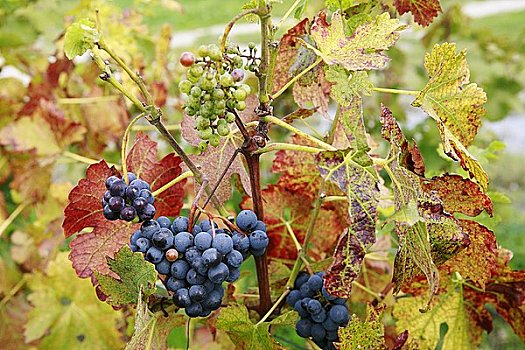 酿红酒用葡萄,秋叶
