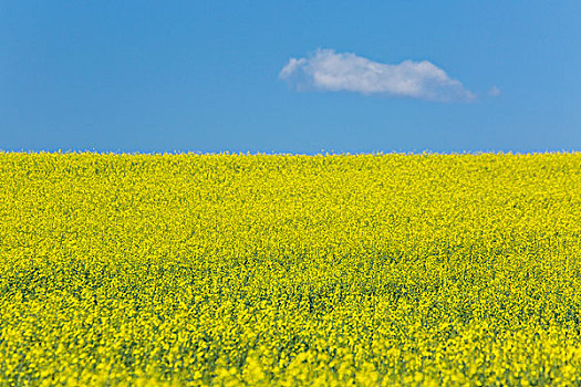 黄色,油菜地,艾伯塔省,加拿大