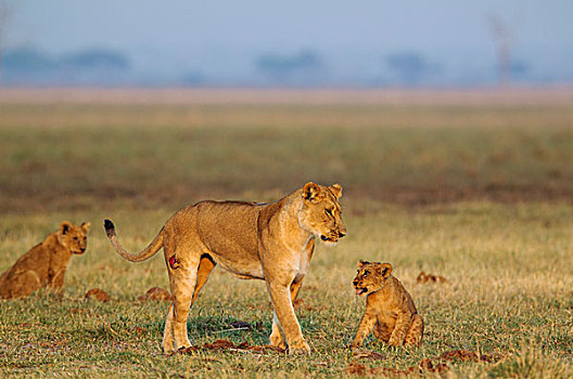 狮子,雌狮,幼兽,黎明,萨维提,乔贝国家公园,博茨瓦纳,非洲
