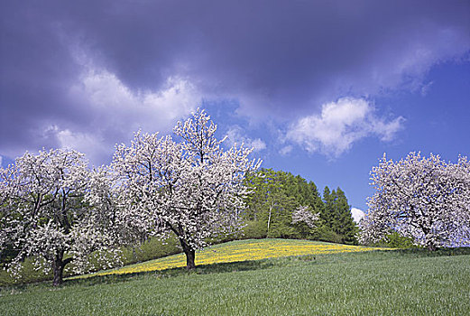 花,树,春天,捷克共和国