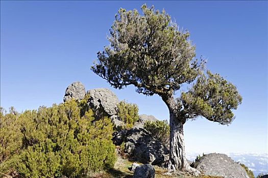 石南科灌木,木头,马德拉岛,葡萄牙