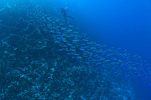 鱼群,深潜,群岛,海洋,保存,南,苏拉威西岛,印度尼西亚,亚洲