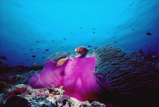 粉红海葵鱼,一对,防护,触角,华美,海葵,公主海葵,大堡礁,澳大利亚