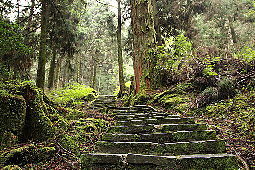 森林石梯