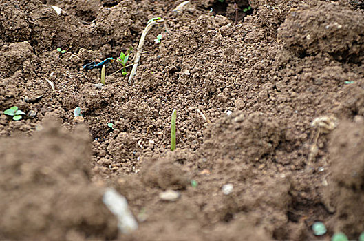 大蒜破土而出,大蒜,种子,种植,大暑,二十四节气,土地,破土而出