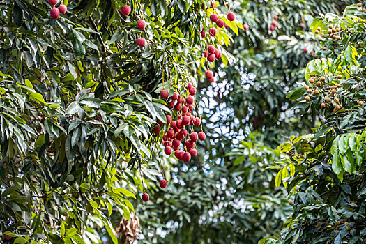 ripe,lychee,fruits,on,tree,in,the,plantation