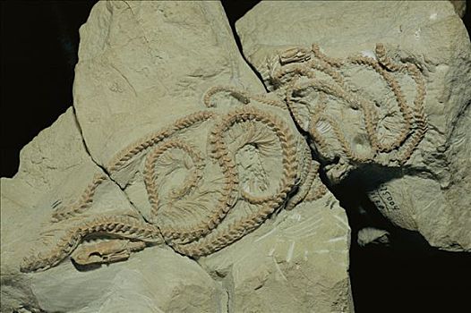 化石,两个,物种,蛇,岁月,怀俄明