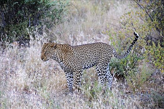 非洲豹,豹,萨布鲁国家公园,肯尼亚,东非,非洲