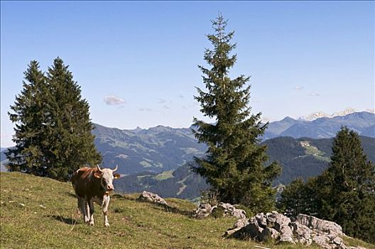 母牛,草场,奥地利,欧洲