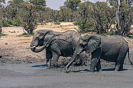 博茨瓦纳,乔贝国家公园,萨维提,大象,非洲象,投掷,泥,洞