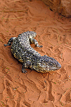 松果蜥,北领地州,澳大利亚