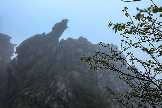 神农架,板壁岩,风景,景点,旅游,高山,神秘,树木,植被,石头,鄂西,奇石,壮观