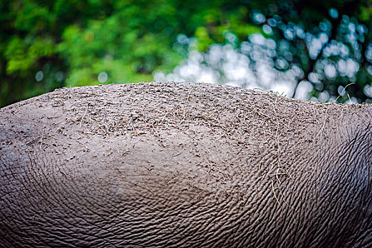 上海动物园里大象身体的特写