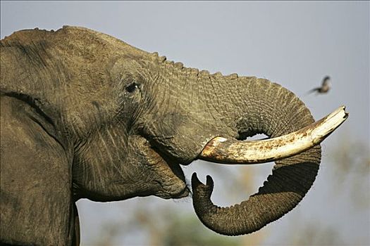 喝,非洲象,萨维提,乔贝国家公园,博茨瓦纳,非洲