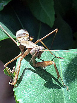 阳光下绿叶上的一只螳螂