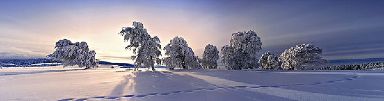 风,席卷,山毛榉,树,白霜,山,雪,黑森林,地区,巴登符腾堡,德国,欧洲