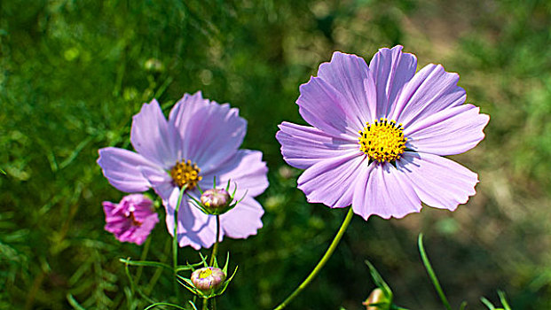 格桑花特写