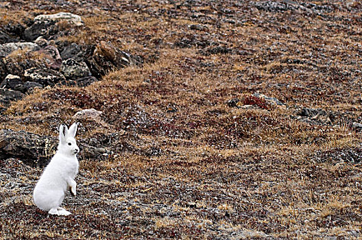 北极兔,兔属,峡湾,东北方,格陵兰,国家公园