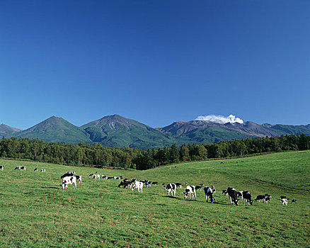 放牧,牛,山