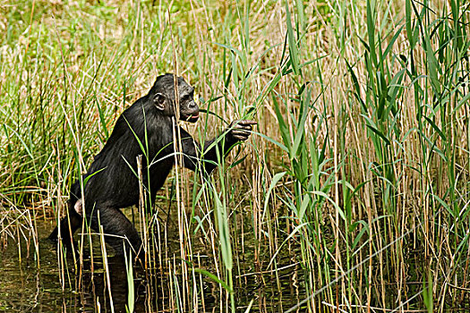 倭黑猩猩,成年,芦苇,水,俘获