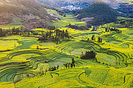 春天,油菜花,花海,大地,螺丝田,金黄,田园,阳光,山丘