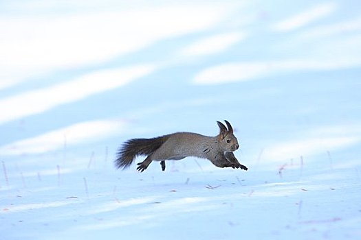 北海道松鼠,早,冬天