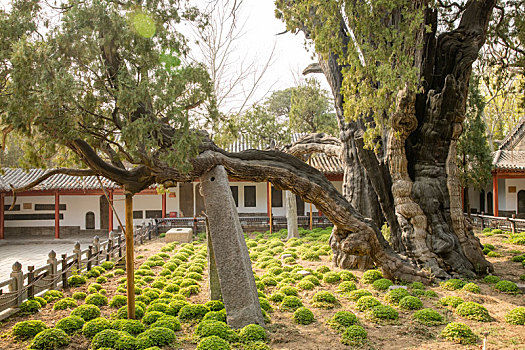 嵩阳书院,将军