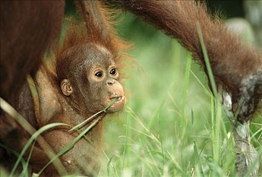 猩猩,黑猩猩,幼仔,母兽,吃草,婆罗洲