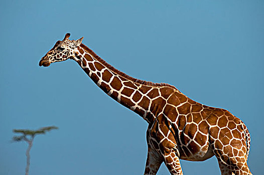 肯尼亚,长颈鹿