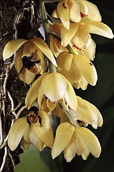 蜜蜂,群,诱惑,兰花,蒙特维多云雾森林自然保护区,哥斯达黎加
