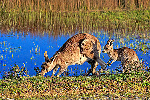 大灰袋鼠,女性,幼兽,水,威尔逊-普勒蒙特利国家公园,维多利亚,澳大利亚,大洋洲