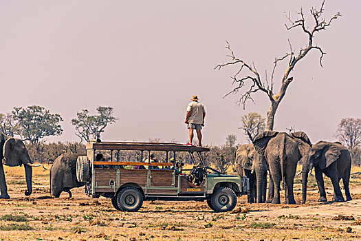 博茨瓦纳,乔贝国家公园,萨维提,男人,注视,大象,上面,旅游,交通工具