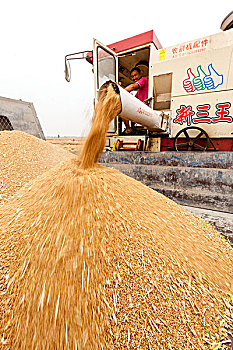 河南滑县,小麦丰收联合收割机收获