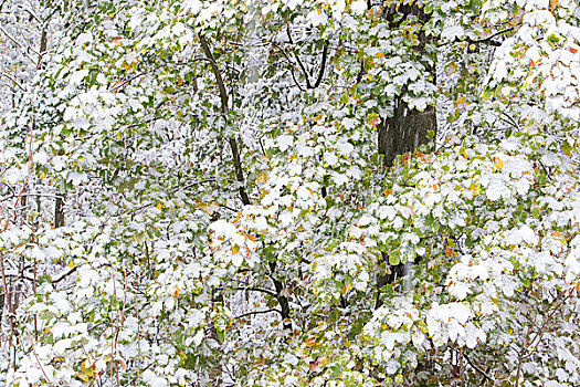 初冬,枫树,叶子,积雪,黑森州,德国,欧洲