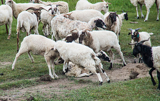 草原的羊