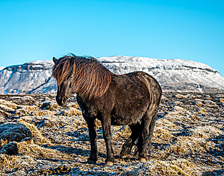 冰岛马,马,正面,积雪,山,南,冰岛,欧洲