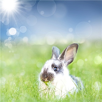 可爱,复活节兔子,春天,草地
