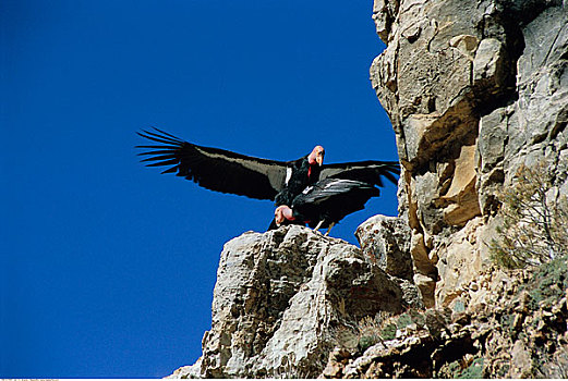 秃鹫,大峡谷国家公园,亚利桑那,美国