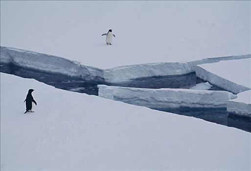 企鹅,冰山