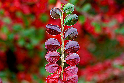 红叶,枸子属植物,秋天,施蒂里亚,奥地利,欧洲