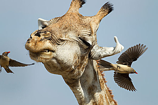 非洲,博茨瓦纳,莫雷米禁猎区,长颈鹿,头部,散落,红嘴牛椋鸟,飞