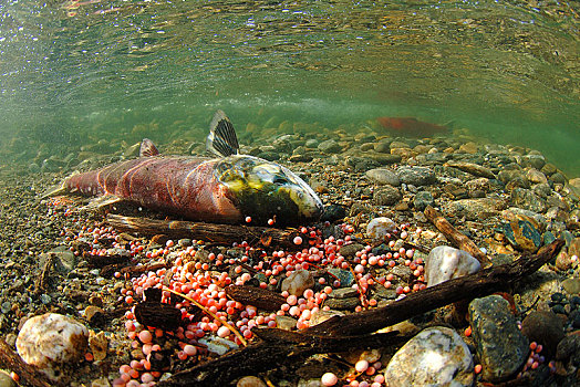 死,红大马哈鱼,红鲑鱼,靠近,产卵,终结,生活,区域,亚当斯河,省立公园,不列颠哥伦比亚省,加拿大,北美