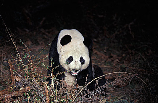 大熊猫,成年,卧龙自然保护区,中国