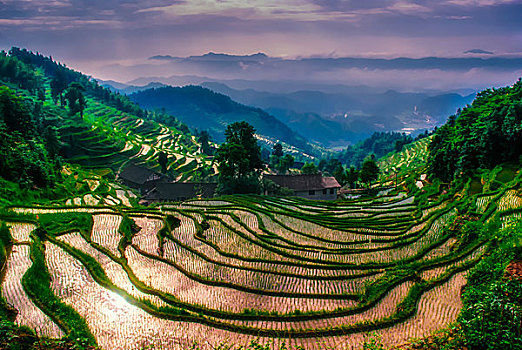 湖南紫鹊界梯田风景