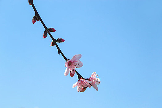 枝头桃花,踏青赏花