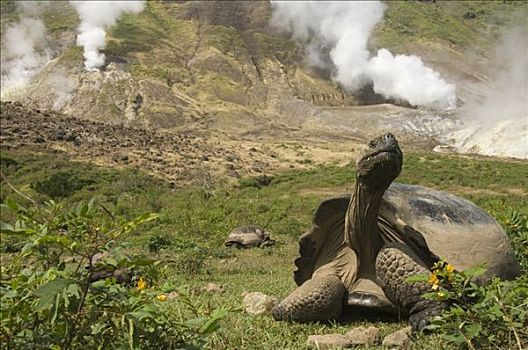 阿尔斯多火山海岛陆龟,加拉巴哥象龟,蒸汽,阿尔斯多火山,地面,伊莎贝拉岛,加拉帕戈斯群岛,厄瓜多尔