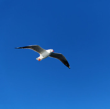 澳大利亚,白色,自由,海鸥,飞,蓝天