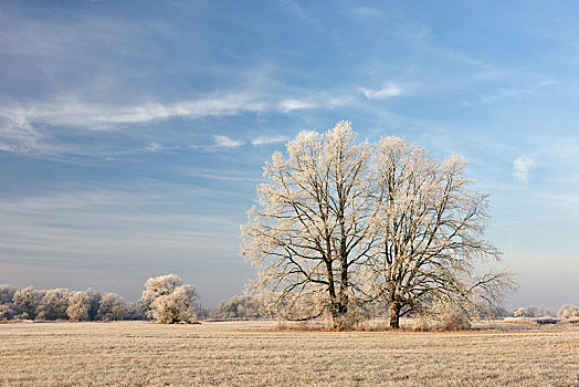 树,白霜,中间,生物保护区,萨克森安哈尔特,德国,欧洲