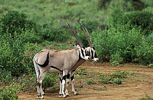 长角羚羊,雄性,肯尼亚