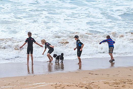 四个男孩,狗,玩,海边,海滩,纽基,康沃尔